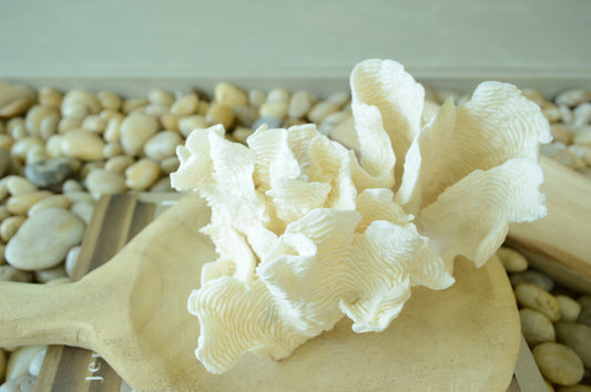 RUGOSA CORAL White *All Sizes* Authentic Natural Real Sea Fossil Coastal Décor