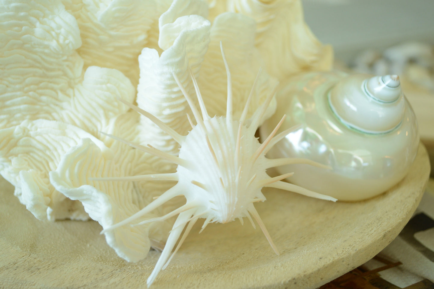IMPERIAL SPINY OYSTERS White *All Sizes* Matching Pair Display Seashells Coastal Beach Home Décor