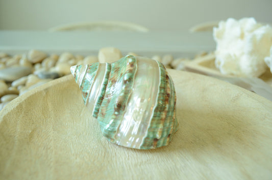 GREEN BANDED TURBO Shells *All Sizes* Jade Display Seashell Hermit Crab Pants