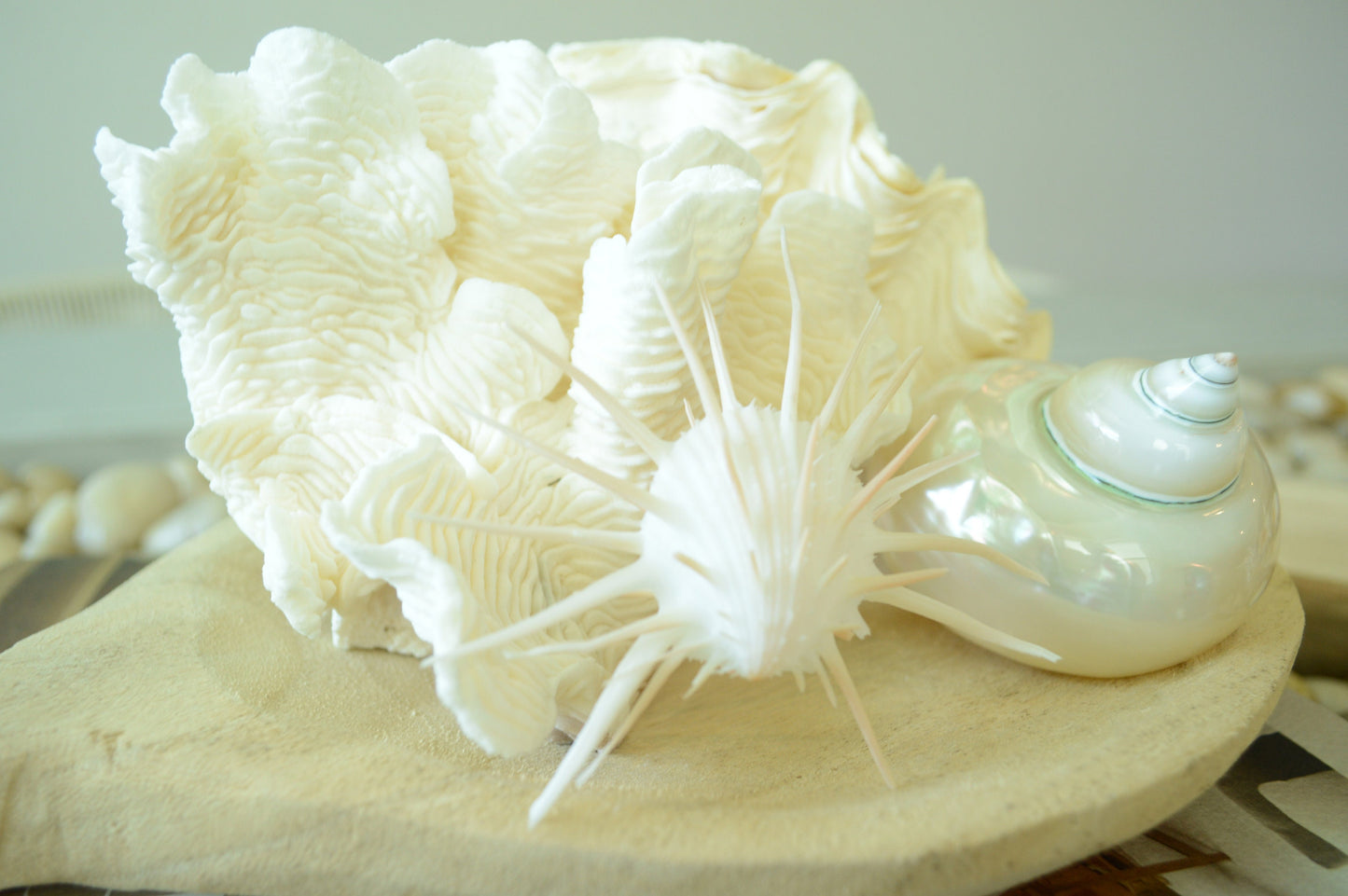 PEARLED TURBO SHELLS *All Sizes* Natural Irredescent Polished Seashell Hermit Crab Beach Décor