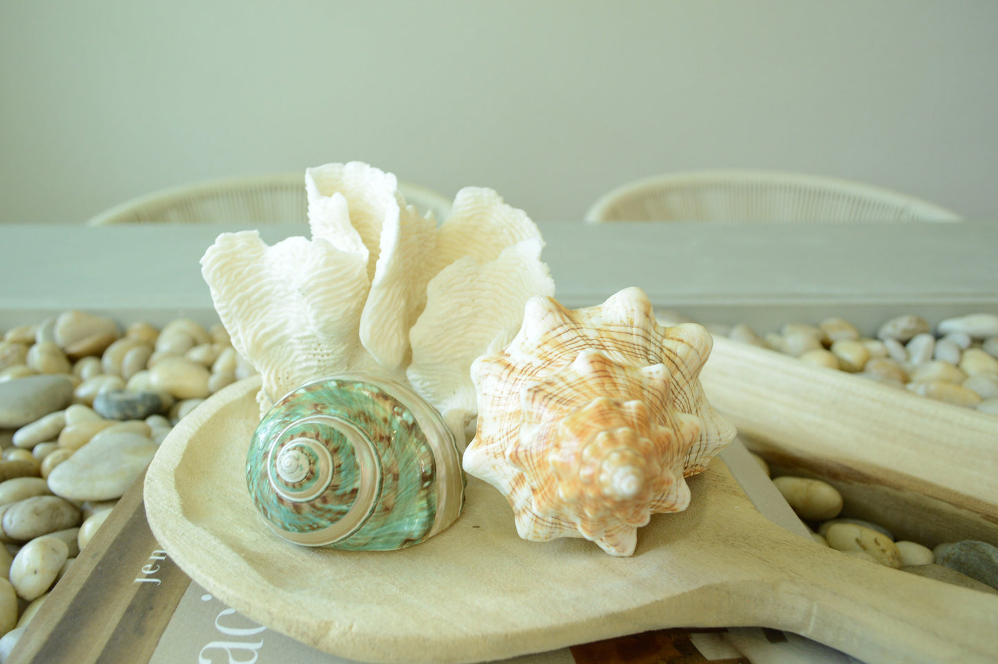 GREEN BANDED TURBO Shells *All Sizes* Natural Jade Display Seashell Airplant Holder Hermit Crab