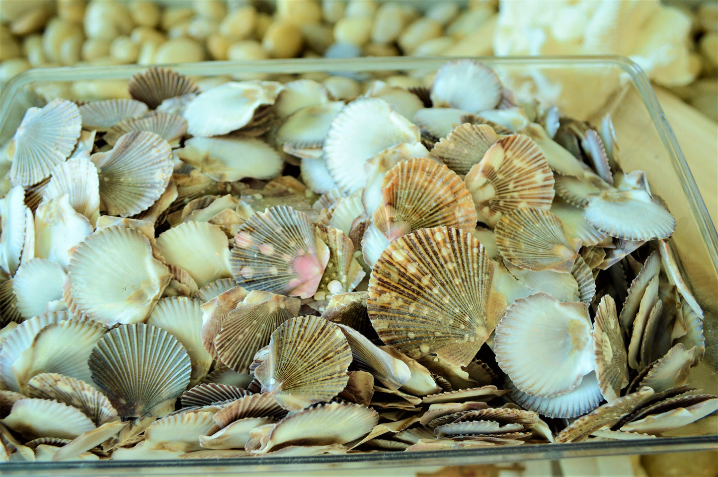 BABY FLAT SCALLOP Shells *Bulk 2.2 lbs. Hundreds* Natural Colorful 1-2" Small Craft Seashells