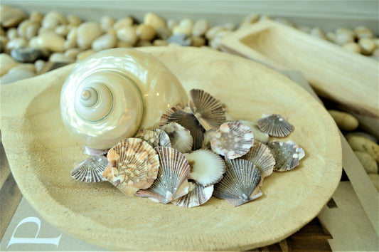 BABY FLAT SCALLOP Shells *Bulk 2.2 lbs. Hundreds* Natural Colorful 1-2" Small Craft Seashells