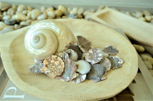 BABY FLAT SCALLOP Shells *Bulk 2.2 lbs. Hundreds* Natural Colorful 1-2" Small Craft Seashells