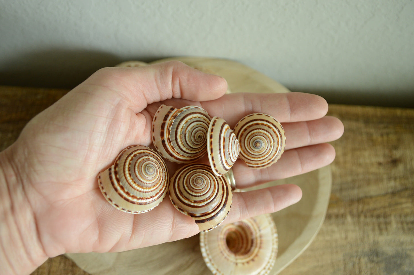 SUNDIAL SNAIL SHELLS *Size & Quantity Your Choose*.5-2” Browns Small Medium Craft Seashells