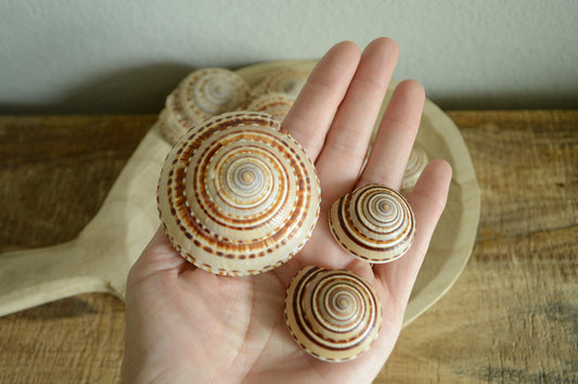 SUNDIAL SNAIL SHELLS *Size & Quantity Your Choose*.5-2” Browns Small Medium Craft Seashells