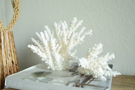 Genuine Sea BRANCH CORAL *You choose size* Ocean Reef Aquarium Coastal Beach Home Décor Nautical