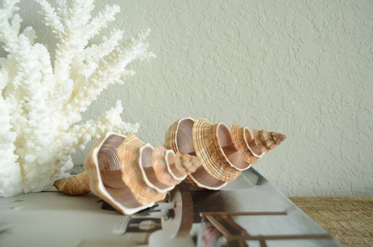 Striped Fox Conch Shell - Up to 8", Spiral Cut Unique Coastal Décor Seashells