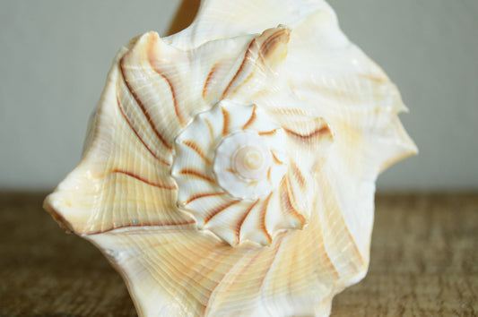 LIGHTENING WHELK CONCH Shells: Sizes 1-14" Brown White Display Craft Seashells from Florida