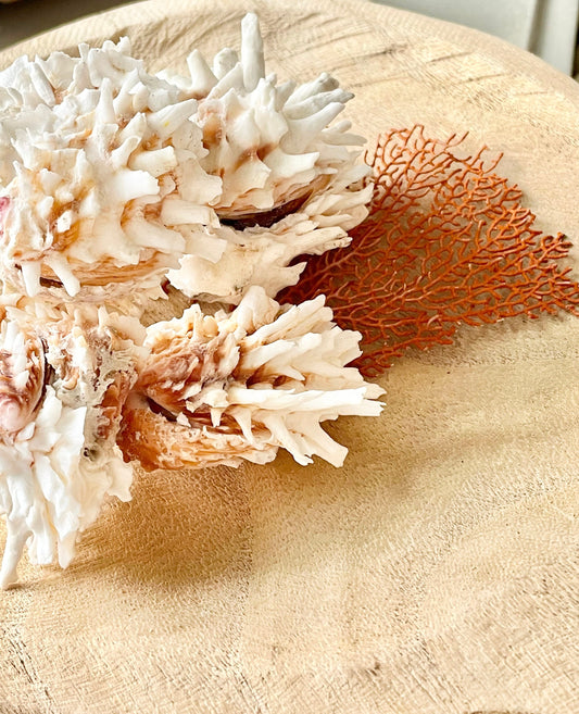 White Jewel Box Shells, 2.5-3.5" Paired Seashells, Spiny Clam Lazarius