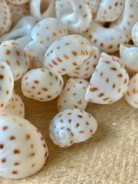 NATICA ONEIDA SHELLS *You Choose Quantity* 1/2"-7/8" White Brown Speckled Spots Small Craft
