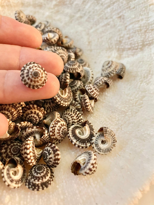 HELIACUS SNAIL SHELLS *You Choose Quantity* 1/2"-7/8" Black White Tiny Small Craft Seashells