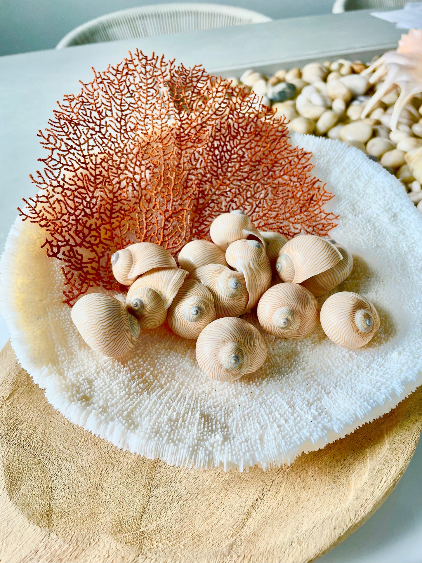 Real Natural Dried Sea Fan Pieces 4-6” Coral Orange Red Color Beach Coastal Décor Decorative Crafts Art Bowl Filler