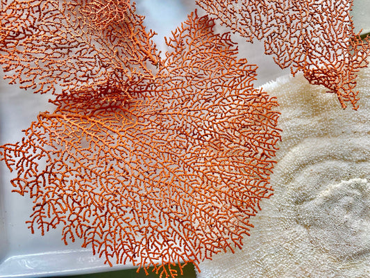 Natural Dried Sea Fan Pieces 4-6" *You Choose Quantity* Coral Coastal Décor