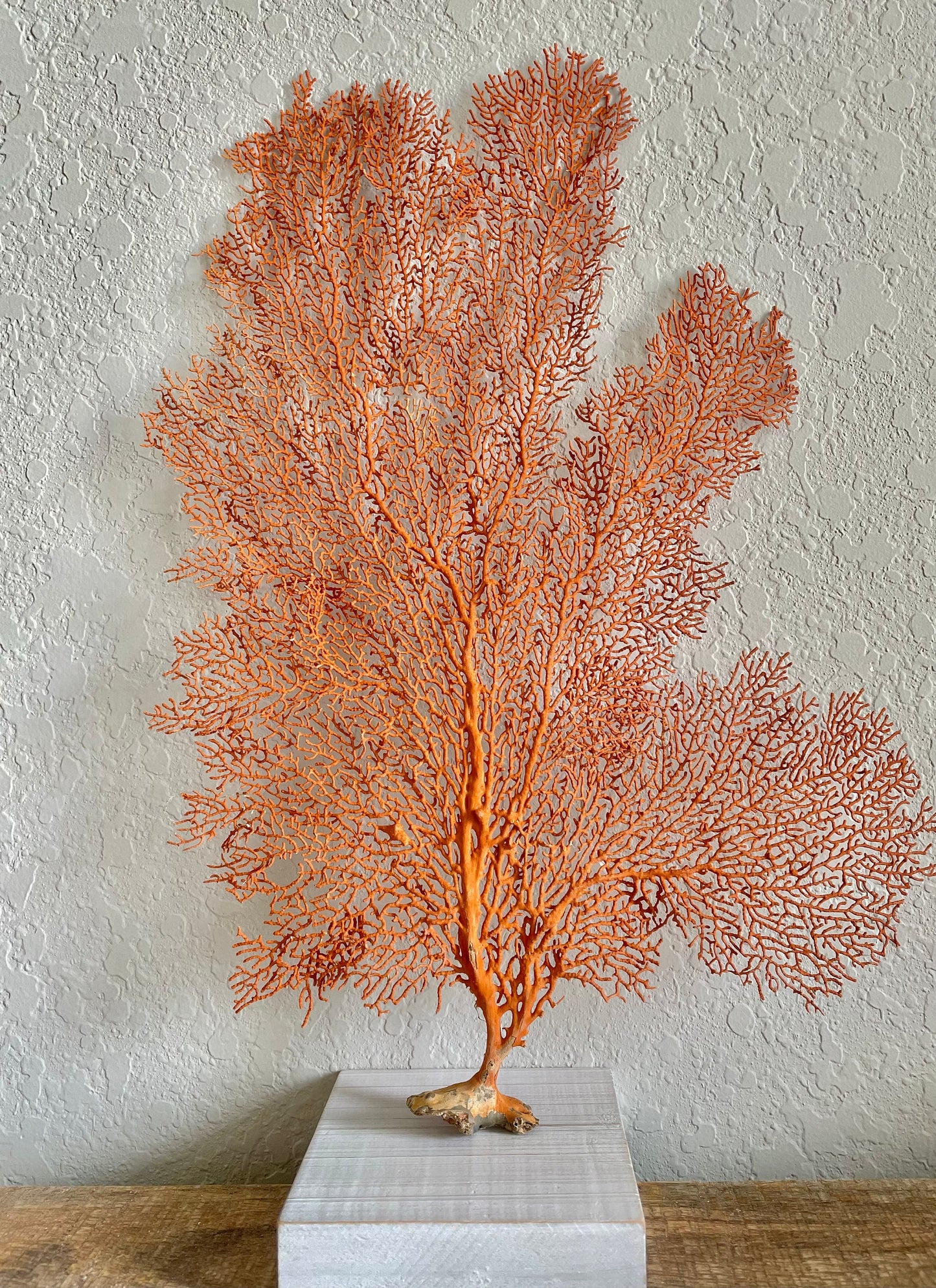 Natural Dried Sea Fan, 10-25" You Choose Size: Coastal Beach Décor