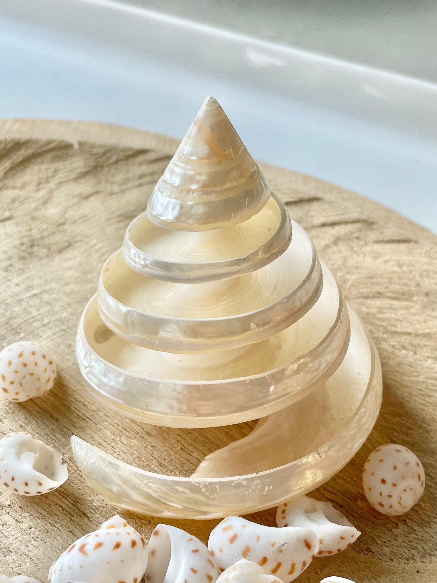 Pearled Spiral Cut Trochus Seashell: You Choose Size, Natural Shells Décor