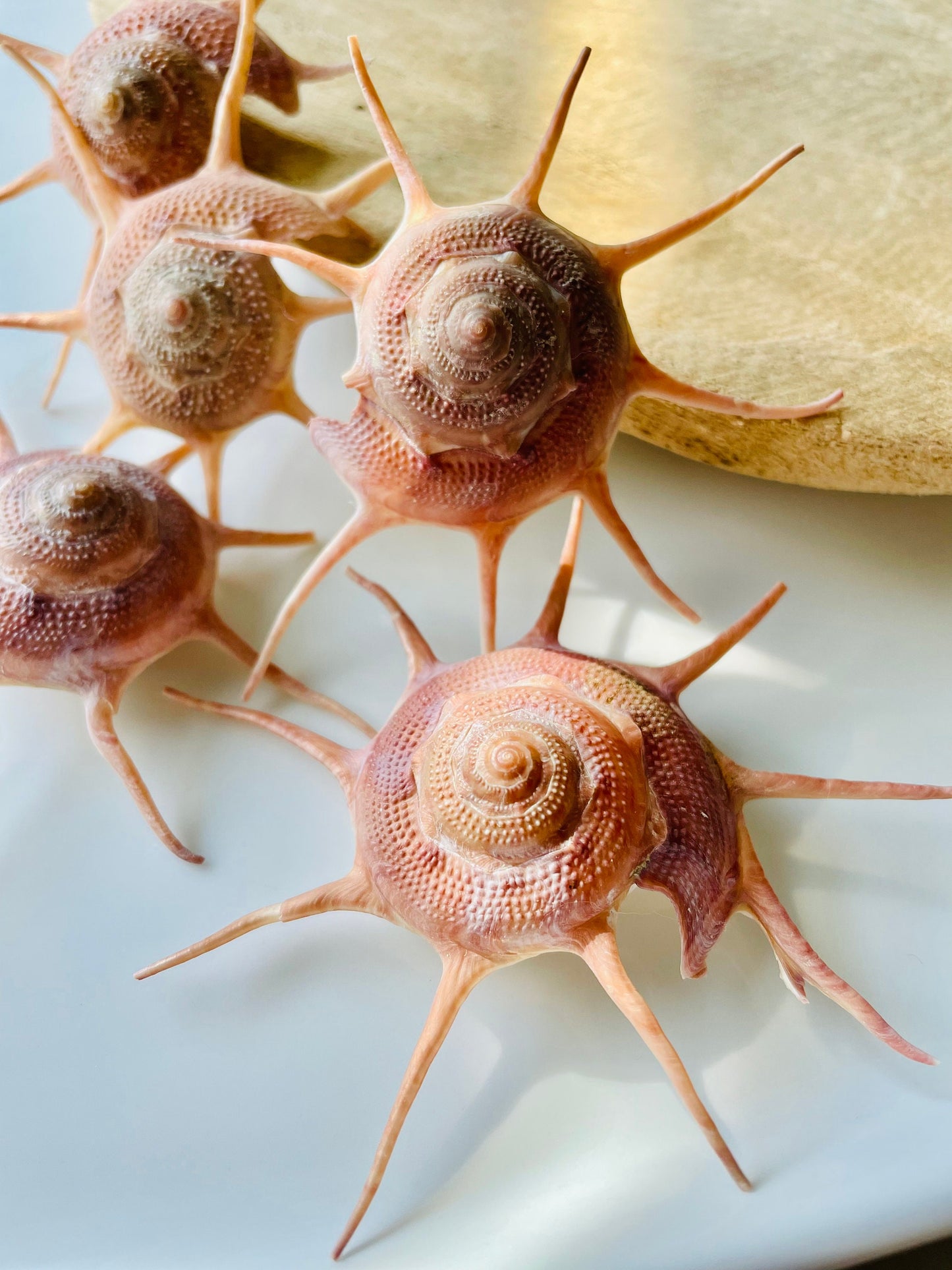 YOKA STAR TURBAN Shell *All Sizes* Natural Deep Red Guildfordia Display Seashell Beach House Décor