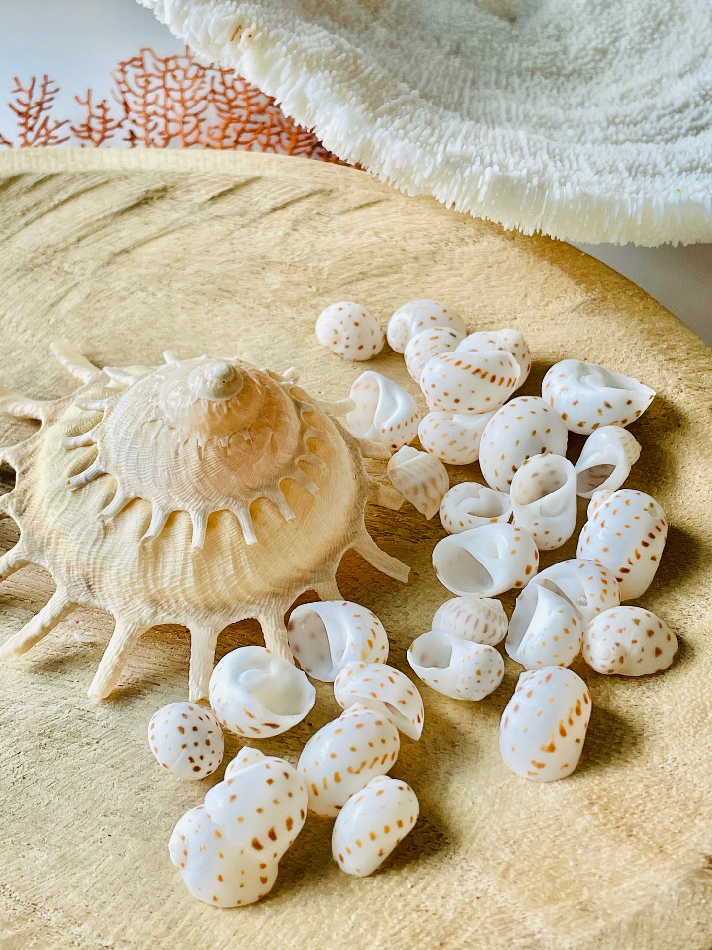NATICA ONEIDA SHELLS *You Choose Quantity* 1/2"-7/8" Natural White Brown Speckled Spots Small Craft Snail Seashells Coastal Beach Home Décor