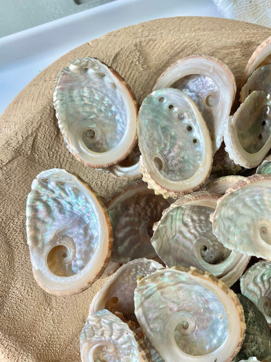 Red Abalone Shells 1-2.5" * You Choose Quantity* Small Craft Seashells, Coastal Home Décor