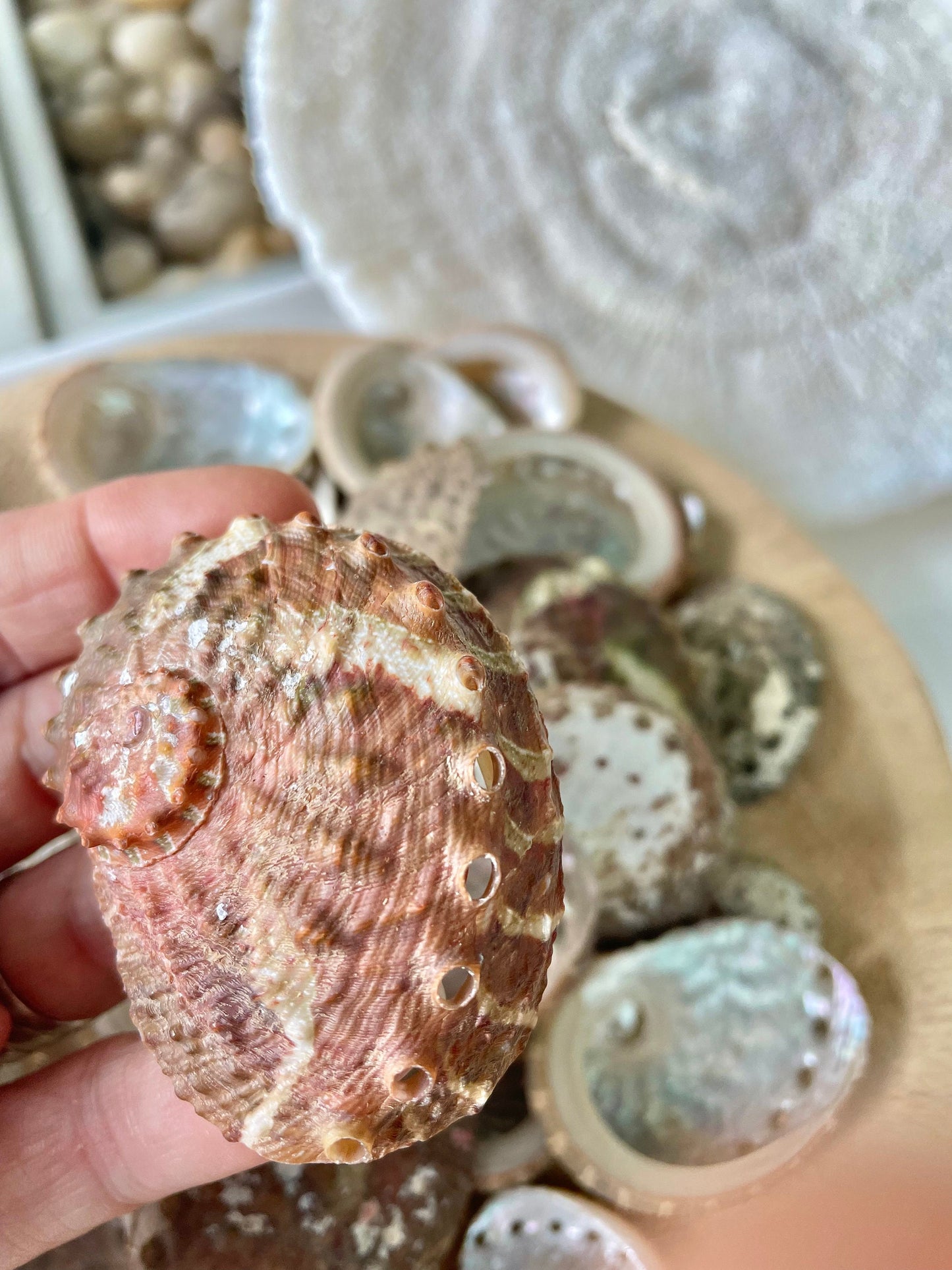 Red Abalone Shells 1-2.5" * You Choose Quantity* Small Craft Seashells, Coastal Home Décor