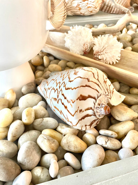 STRIPED NOBLE VOLUTE Shell *All Sizes* Natural Polished Beige Brown Shiny Seashell Coastal Beach House Décor