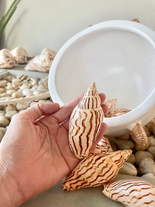 Flag Volute Seashells (Set of 3), 3-4" Beige Brown Patterned Shells, Coastal Décor