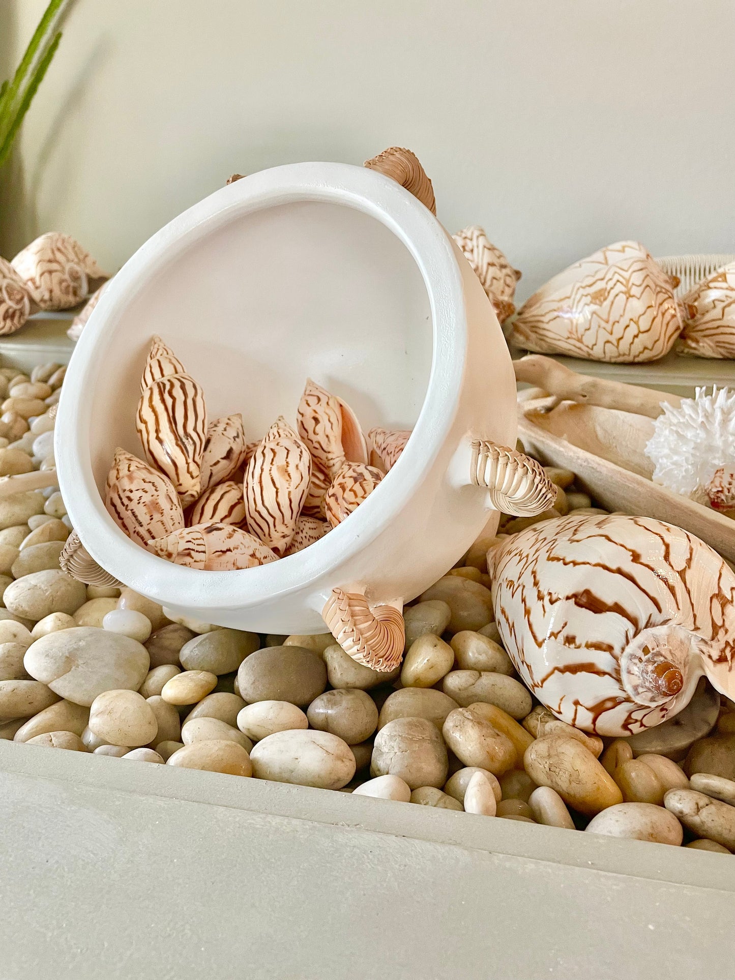 Flag Volute Seashells (Set of 3), 3-4" Beige Brown Patterned Shells, Coastal Décor