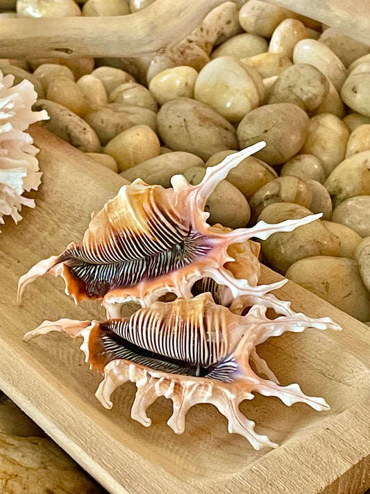 Scorpion Spider Conch Seashell Set of 3, 4-5" Coastal Décor Shells