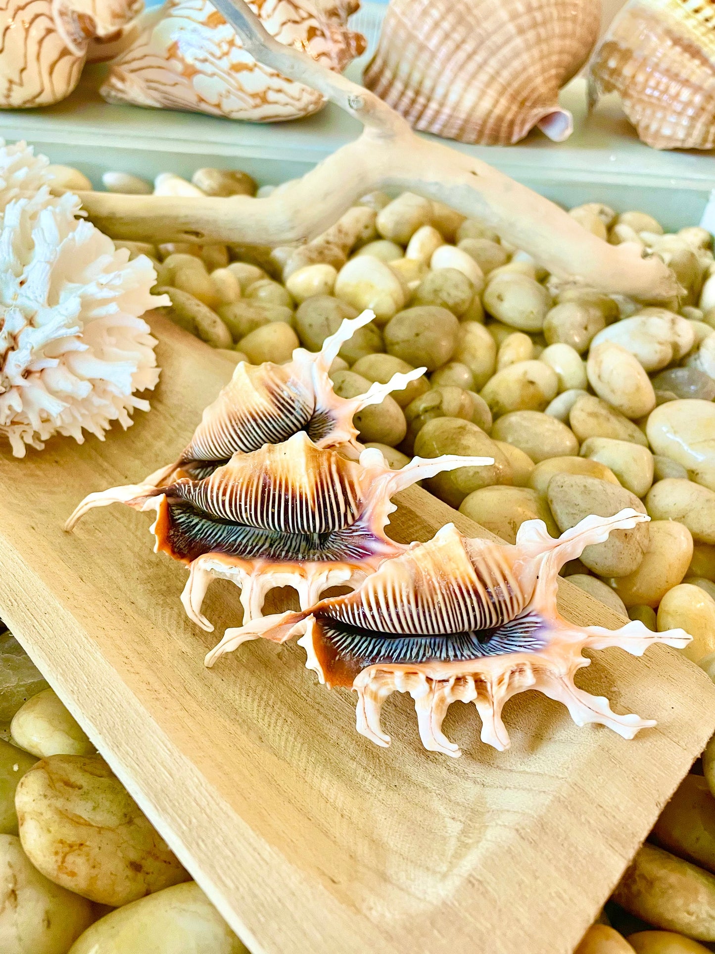 Scorpion Spider Conch Seashell Set of 3, 4-5" Coastal Décor Shells