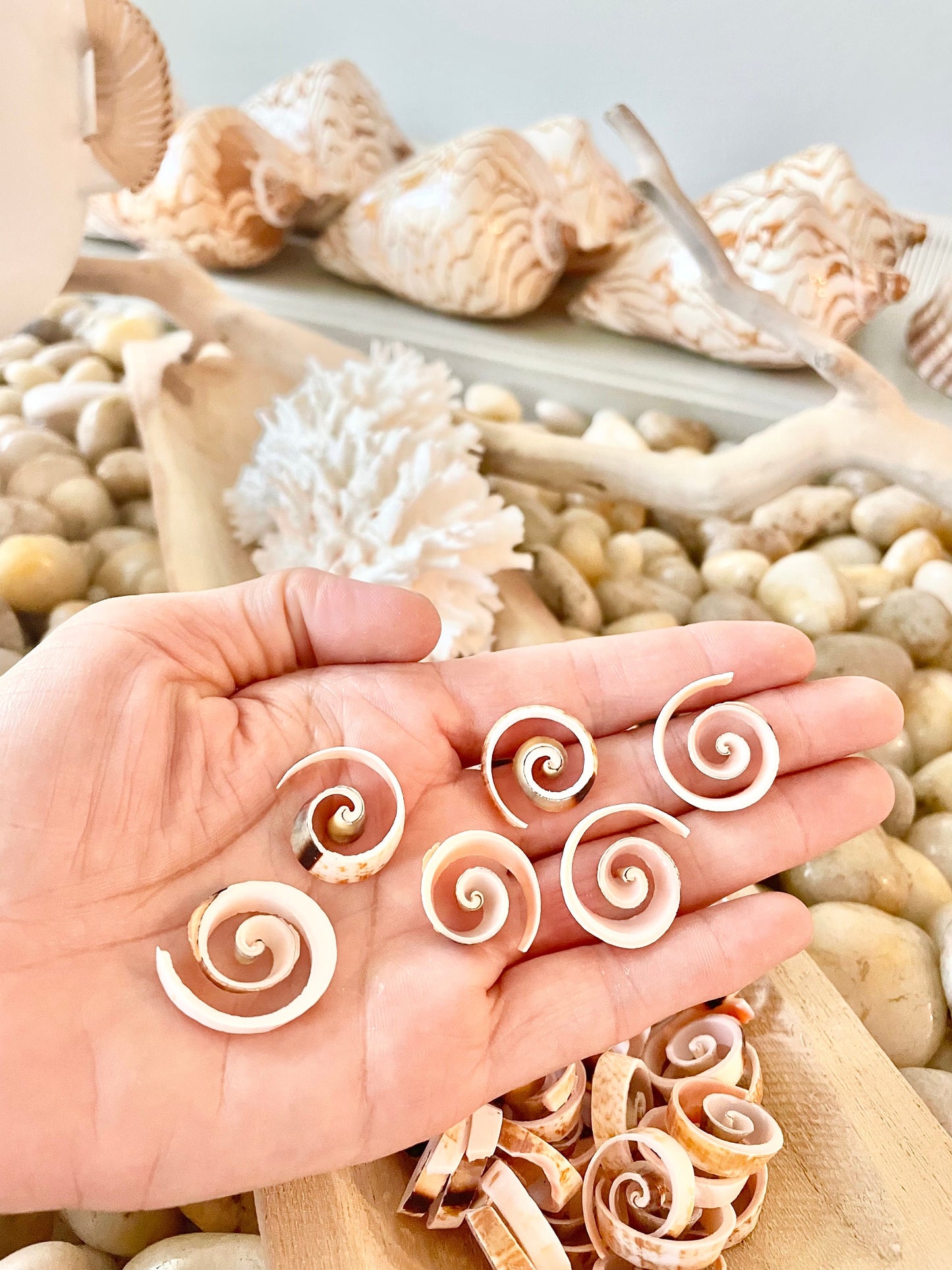 SWIRLY SPIRAL CUT Shells *100 Slices* .75-1" Pink Small Craft Seashells Strombus