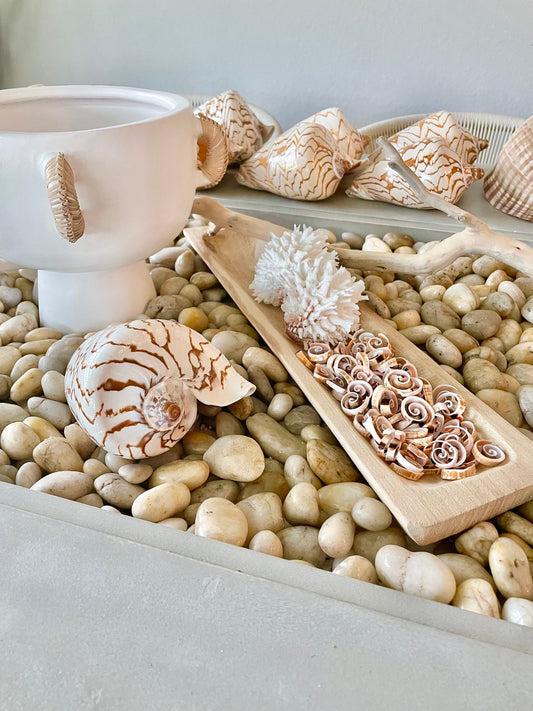 SWIRLY SPIRAL CUT Shells *100 Slices* .75-1" Pink Small Craft Seashells Strombus