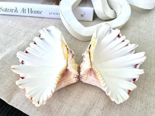 BEAR CLAW CLAM Shells 4-5" Paired Seashell Natural White Display Seashell Beach Crafts