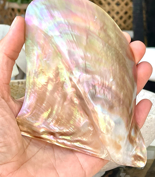 Iridescent Wing Oyster Shell: Brown Lip Mother of Pearl, Jewelry Pendant (2.5-6")