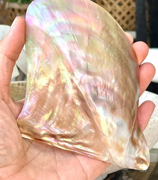 Iridescent Wing Oyster Shell: Brown Lip Mother of Pearl, Jewelry Pendant (2.5-6")