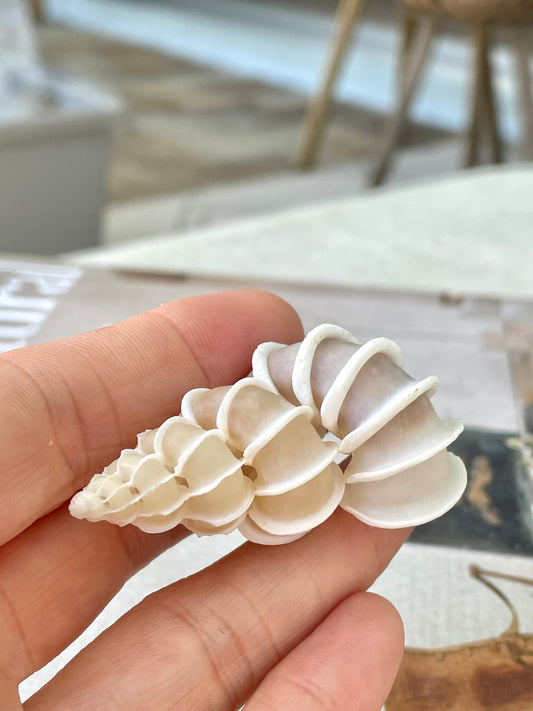 PRECIOUS WENTLETRAP Shell *All Sizes* Natural Light Beige White Seashell Collectors Display Beach Home Décor Coastal Epitonium Scalara