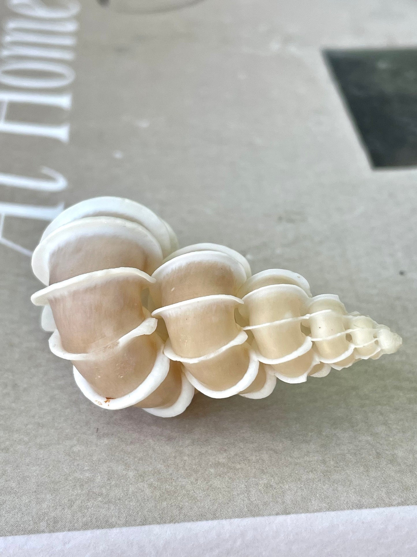 Precious Wentletrap Shell .75-2.25" *You choose Size* Natural Beige Seashell, Collectors Display
