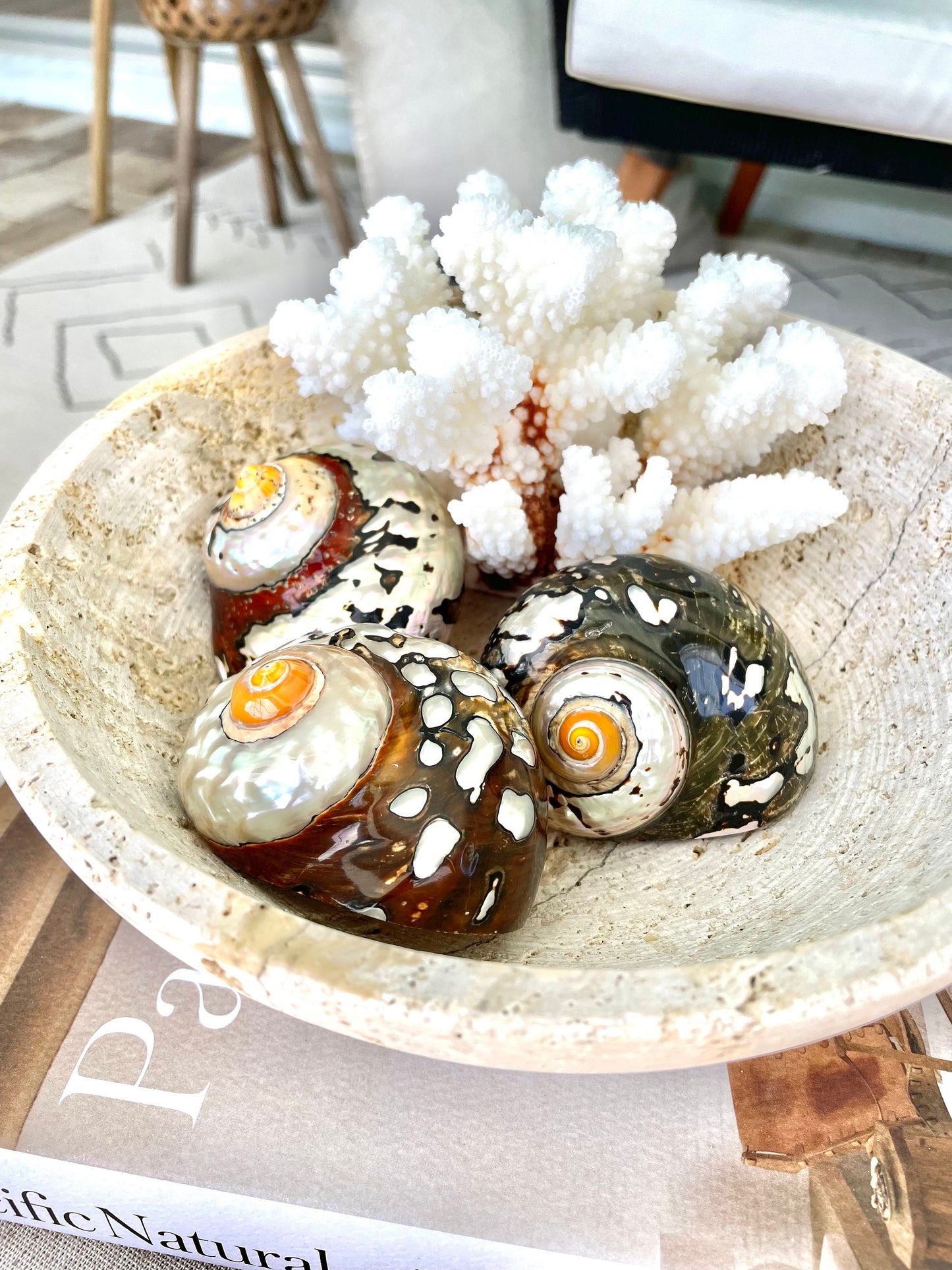 AFRICAN TURBO SHELLS *All Sizes* Natural Brown Black Orange Hand Polished Hermit Crab Seashell Coastal Crafts Sarmaticus