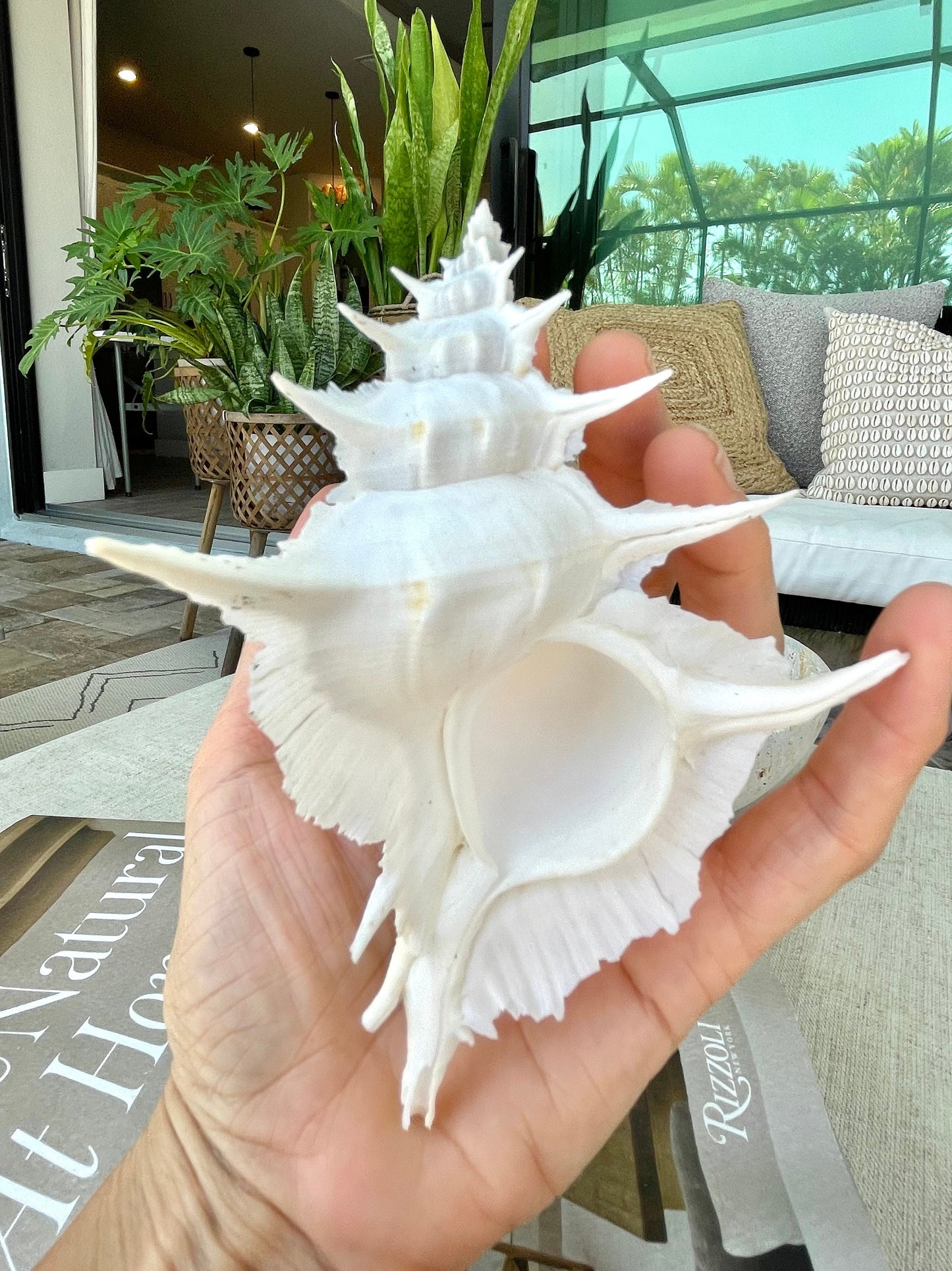 Alabaster Murex Shell 5-7" Natural Specimen Display Coastal Décor White