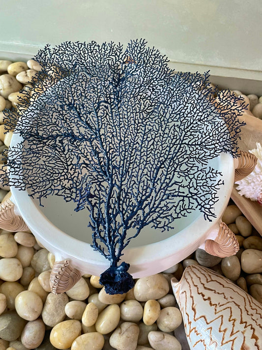 Navy Blue Sea Fan (8-20") *You Choose Size* Natural Hand Painted Coastal Décor