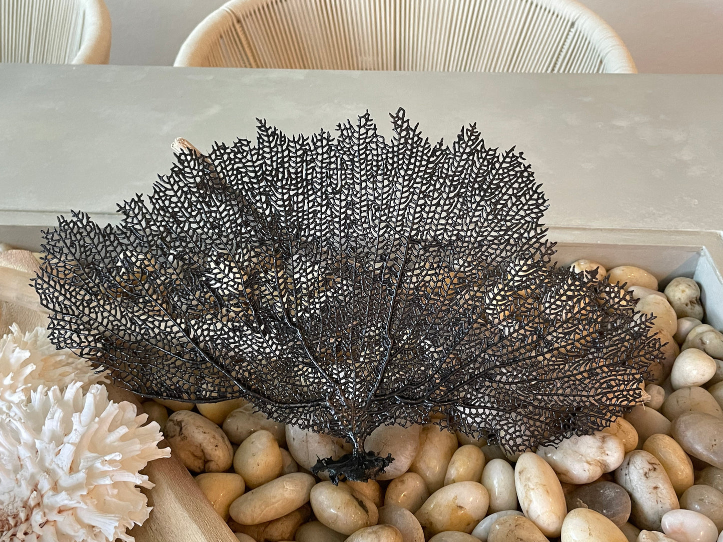 Black Sea Fan 10-16" *You Choose Size* Natural Hand Painted Coastal Décor