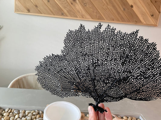 Natural Dried Real Sea Fans Painted BLACK 8-20" You Choose Size Ocean Reef Decoration Natural Beach Coastal Décor Display