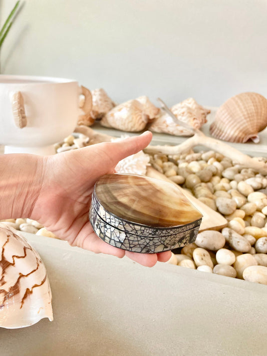 Coastal Gift Box Black Lip 4" Shell Irredescent Seashell Jewelry Beach Décor