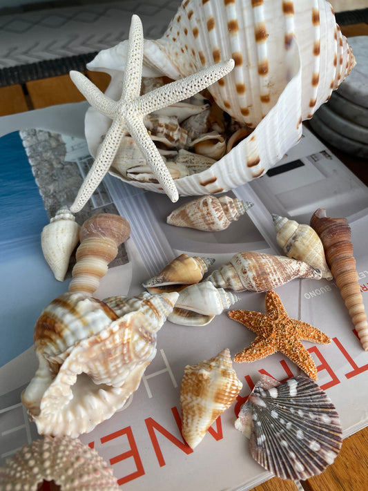 Over Stuffed Spotted Tun Tonna Seashell, Unique Coastal Gift, Shells, Starfish, Urchins and more...