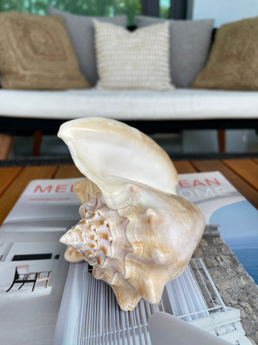 GOLDEN MILK CONCH Shell *All Sizes* Display Seashell Coastal Home Décor