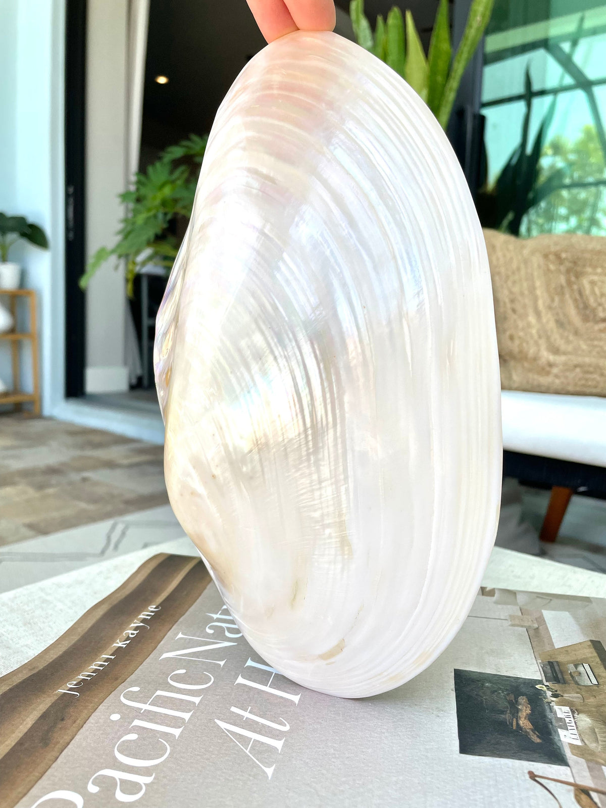 Giant Full Mussel Shell: 7-10" Iridescent Mother of Pearl, Nautical Coastal Décor
