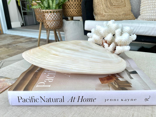 Giant Mussel Shell: 7-10" Iridescent Mother of Pearl, Nautical Coastal Décor