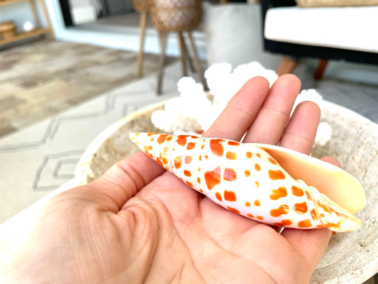 SPOTTED MITER SHELL *All Sizes* Natural Orange White Display Seashell Episcopal Beach House Décor