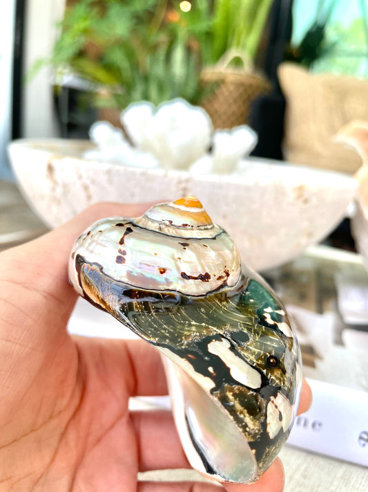 AFRICAN TURBO SHELLS *All Sizes* Natural Brown Black Orange Hand Polished Hermit Crab Seashell