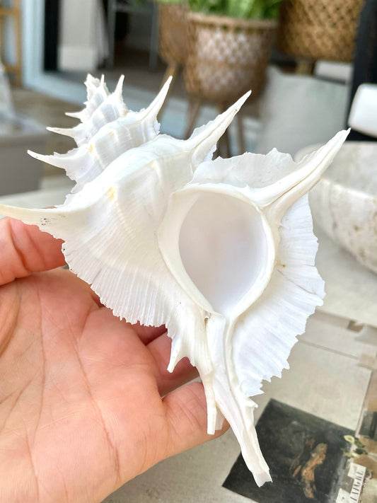 Alabaster Murex Shell 5-7" Natural Specimen Display Coastal Décor White
