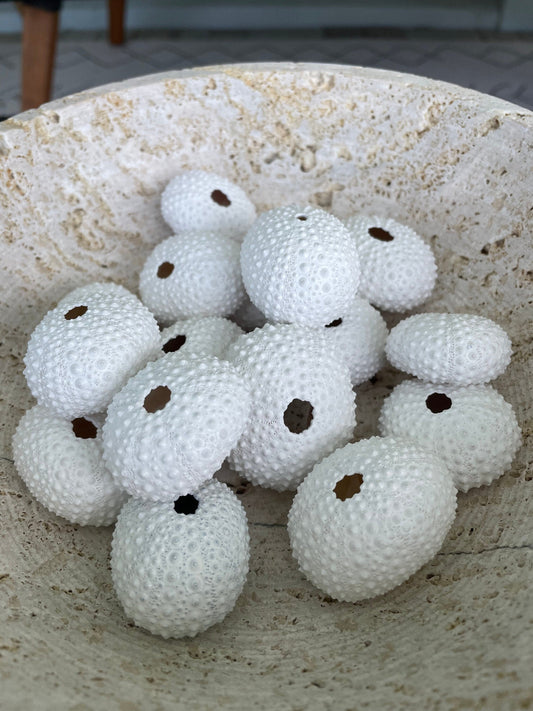 Matte White Sea Urchin Shells 1.5-2", *You Choose Quantity* Beachy Coastal Décor